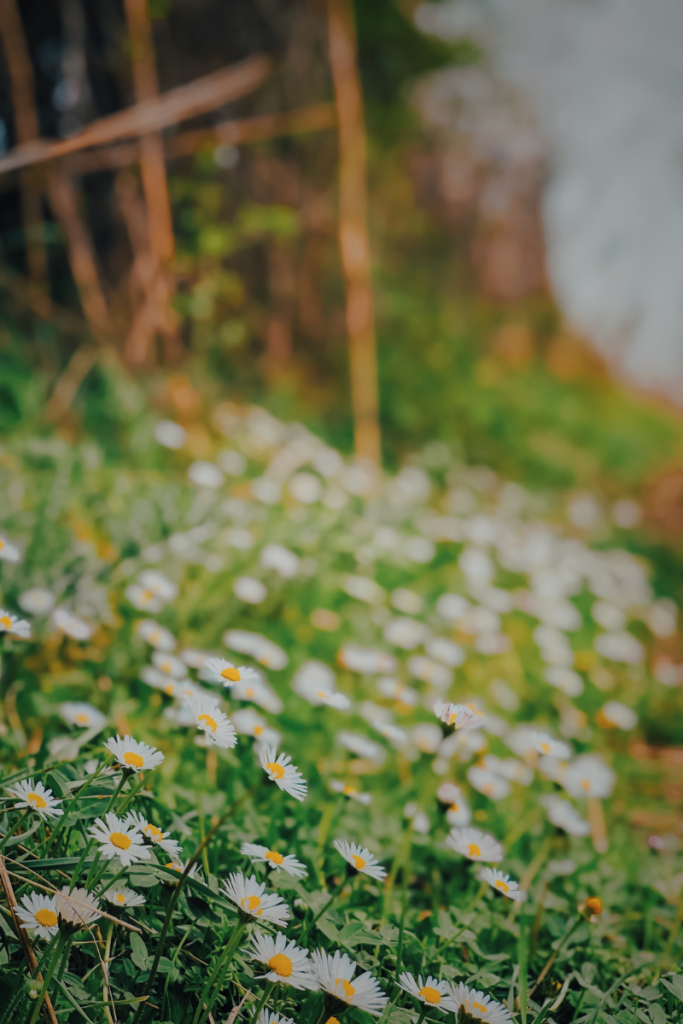 小さな白い花の群生